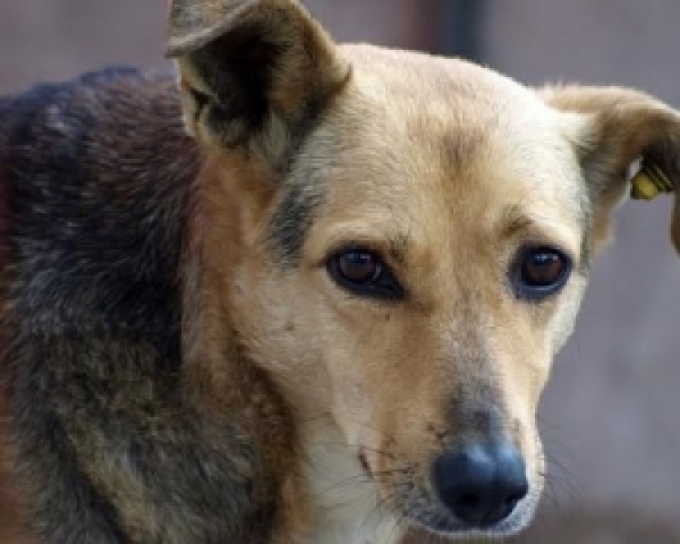 Неизвестные на День Победы отравили больше десятка бродячих собак в Кодыме Одесской области