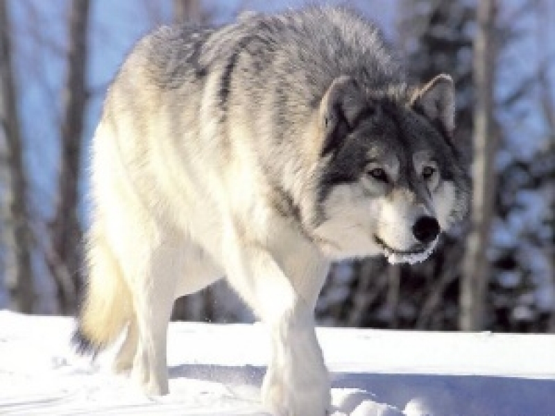 Егеря открыли охоту на волков на севере Одесской области