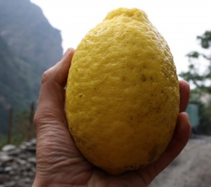 Садовод из Одесской области вырастил гигантский лимон