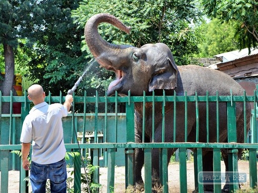 Индийская слониха Венди из Одесского зоопарка отпразднует 37-летие