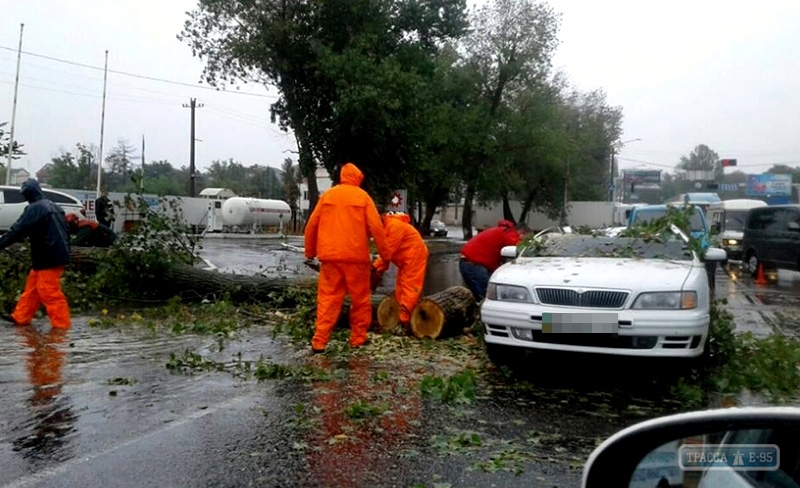 Огромное дерево упало на автомобиль, перекрыв движение с поселка Котовского в Одессе