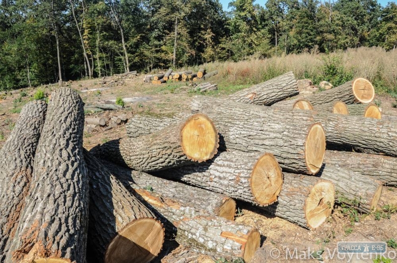 В Савранском районе целыми плантациями вырубают заповедный лес