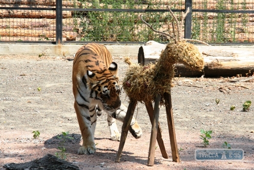 Редкий вид тигров появился на свет в Одесском зоопарке
