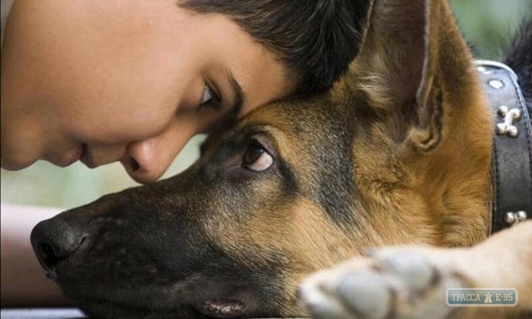 Одесские власти устроят праздник для любителей собак 