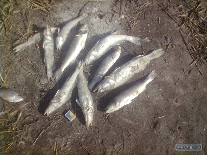 Браконьеры безжалостно морят электроудочками рыбу в пруду Ивановского района