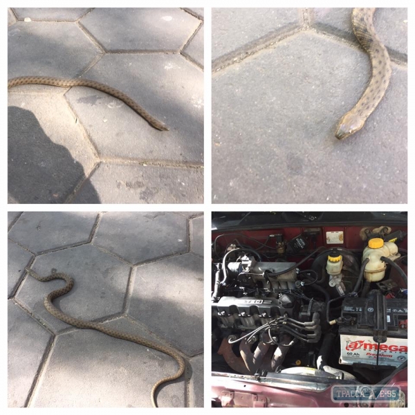 Одесситы нашли на улице в центре города змею (фото)