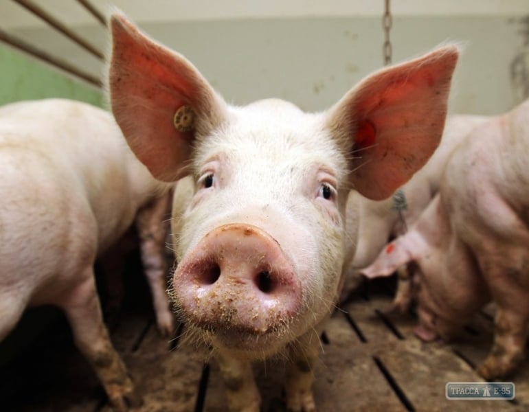 Новая вспышка африканской чумы свиней зарегистрирована в Одесской области
