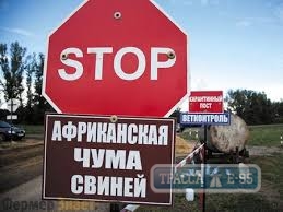 Румыния запретила импорт свинины из Одесской области из-за вспышки чумы свиней