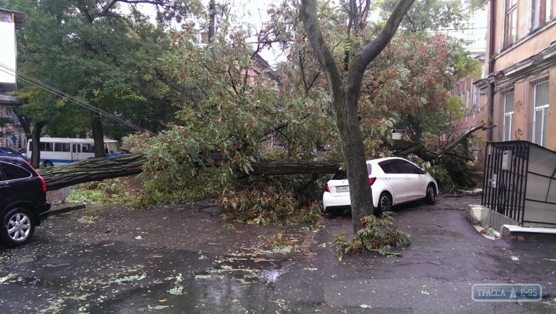 Огромное дерево упало на автомобиль в центре Одессы (фото)