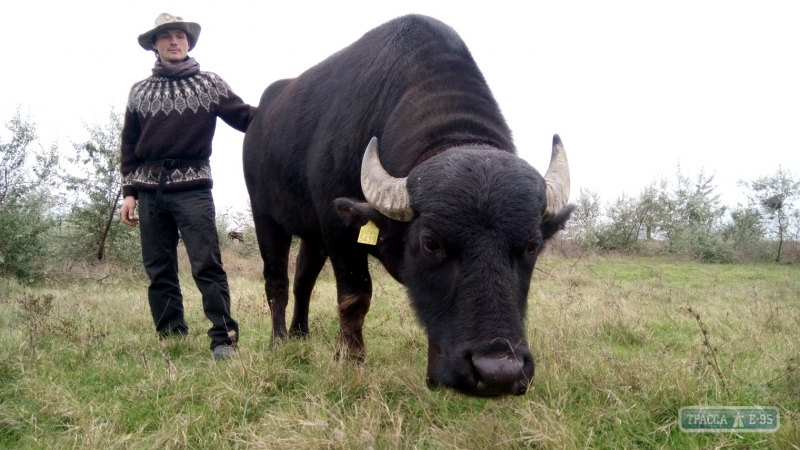На юг Одесщины доставили стадо водяных буйволов: из их молока будут делать моцареллу (фоторепортаж)