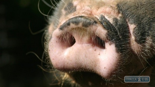Африканская чума свиней на этот раз зарегистрирована в Беляевском районе Одесской области