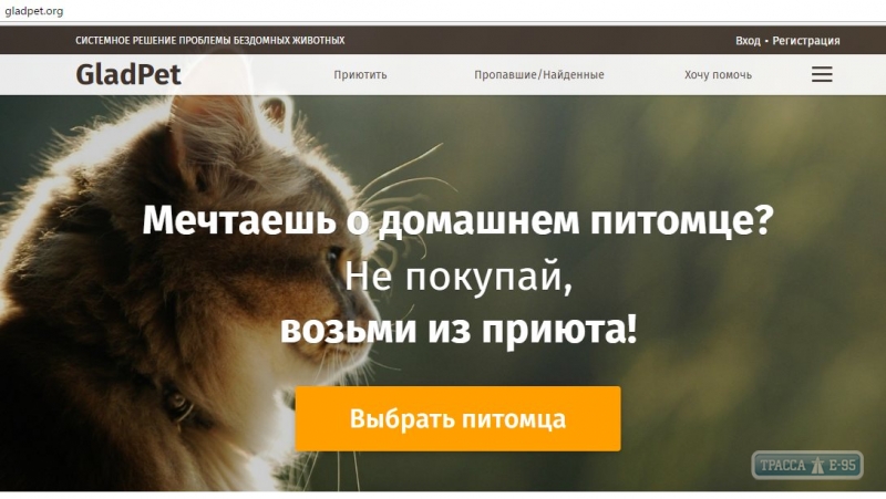 Одесситы создали сайт, помогающий найти дом животным из приюта