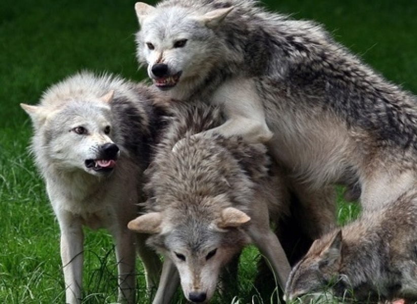 Стаи голодных волков терроризируют Ширяевский район Одесщины