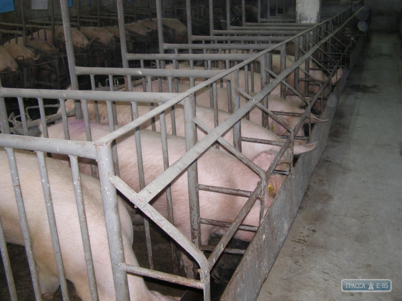 Вспышка африканской чумы зафиксирована на одном из самых больших свиноводческих предприятий Одесщины
