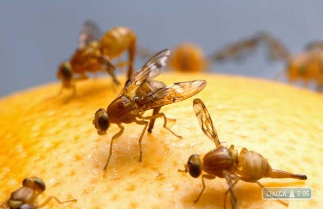 Фитоинспекторы нашли в мандаринах, прибывших в Одесскую область, средиземноморскую муху