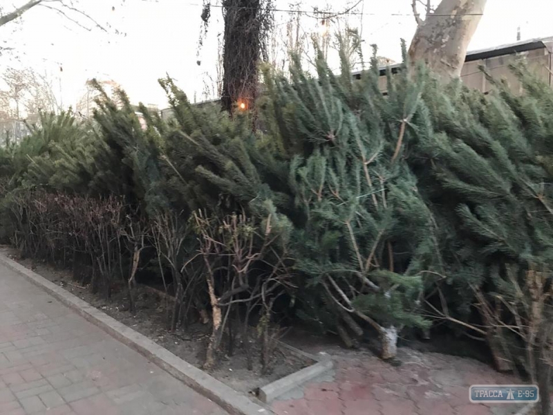 Первые елочные базары появились в Одессе. Цена за дерево от 100 гривен (фото)