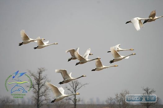 Неизвестные застрелили лебедя в нацпарке в Одесской области