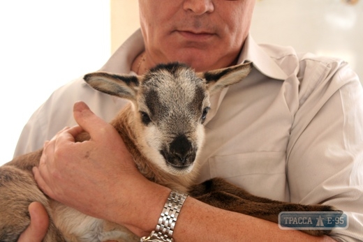 Детеныш камерунских овец появился на свет в Одесском зоопарке (фото)
