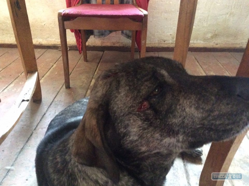 В Шабо под Одессой обстреляли двор французского винодела Лакарена: пострадала собака