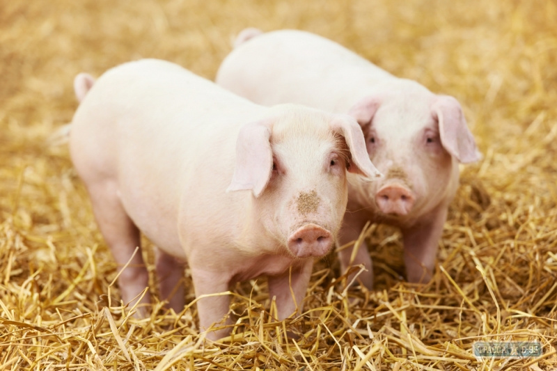 Специалисты отменили карантин по африканской чуме свиней в двух районах Одесщины