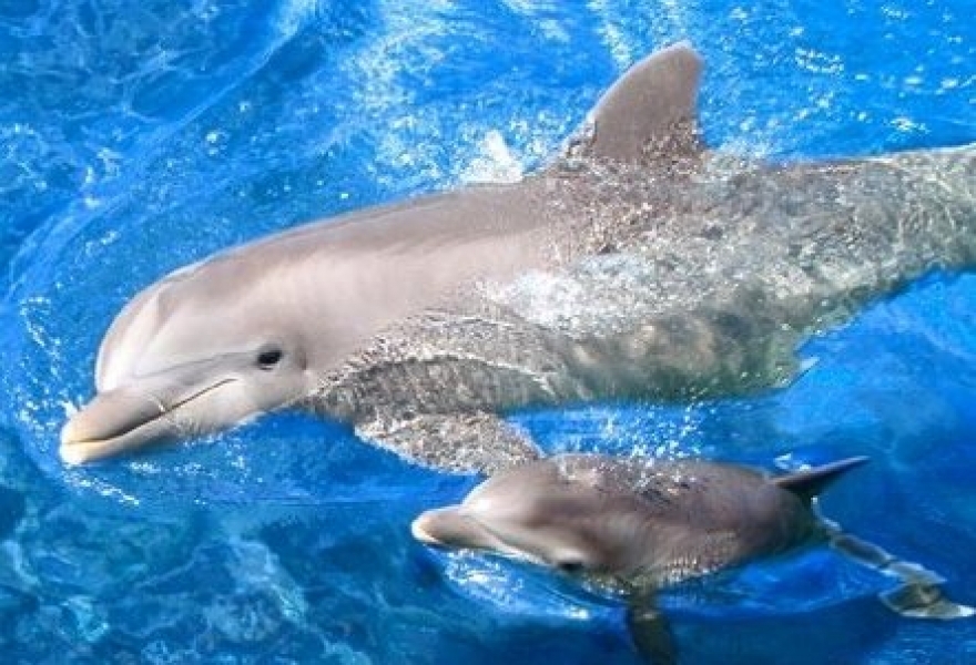 Дельфиненок появился на свет в Одесском дельфинарии