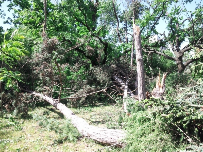 Ураган в Одессе частично уничтожил уникальный Ботанический сад