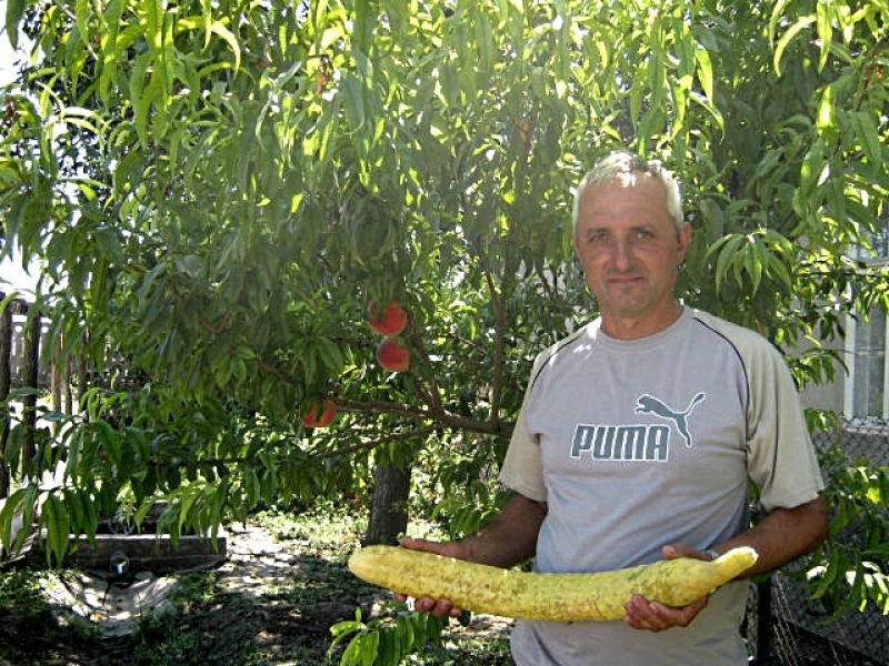 Житель Одесской области вырастил гигантский огурец (фото)