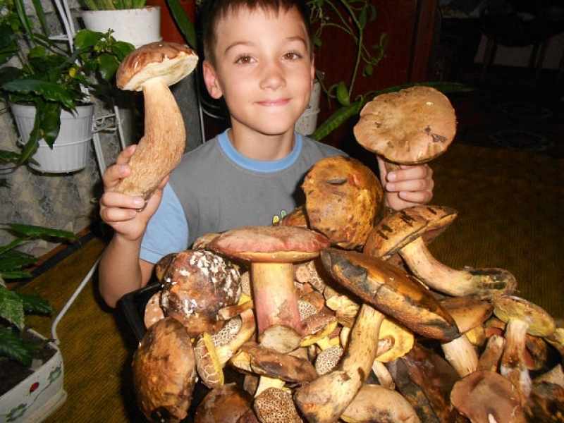 Жители севера Одесской области собирают грибы-гиганты (фото)