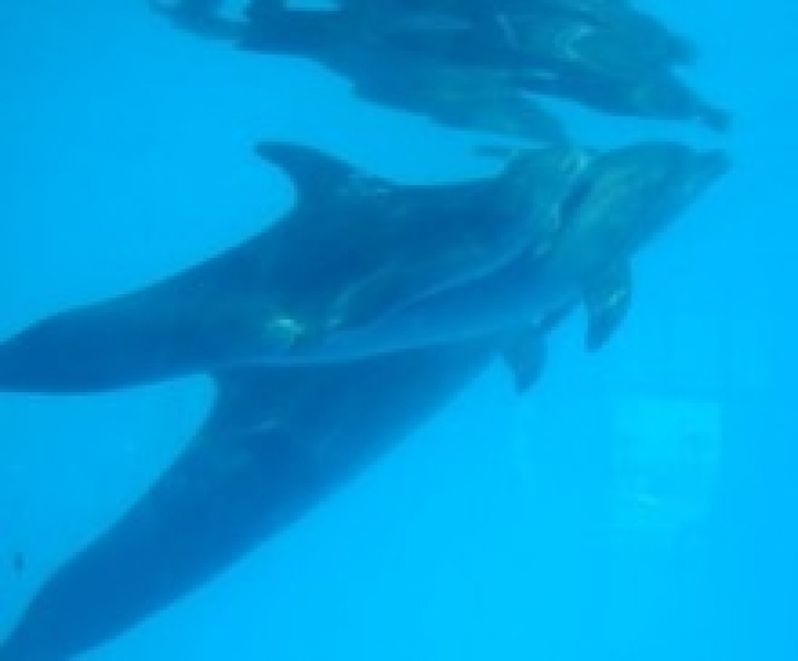 Еще один дельфиненок родился в Одесском дельфинарии  