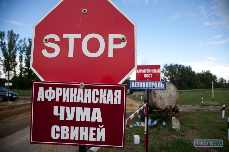В Одесской области из-за африканской чумы уничтожили 13 тысяч свиней