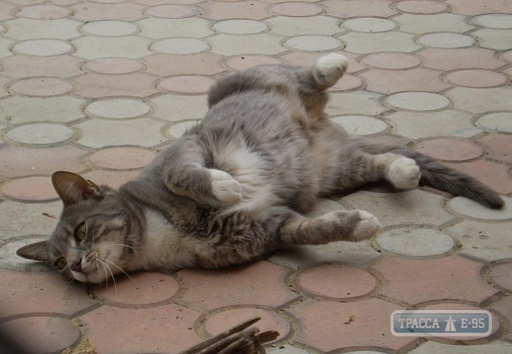 Специалисты стерилизовали в Одессе за три месяца более 5 тысяч бездомных кошек
