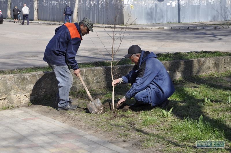 Коммунальщики Болграда высадят почти полтысячи деревьев
