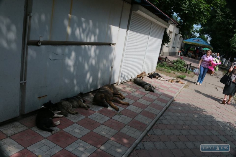 Власти Кодымы хотят решить проблему бездомных животных, заморив их голодом