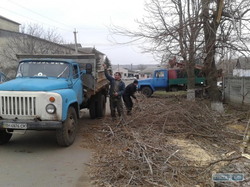 Поселковый совет на севере Одесщины уничтожает аварийные и сухие деревья