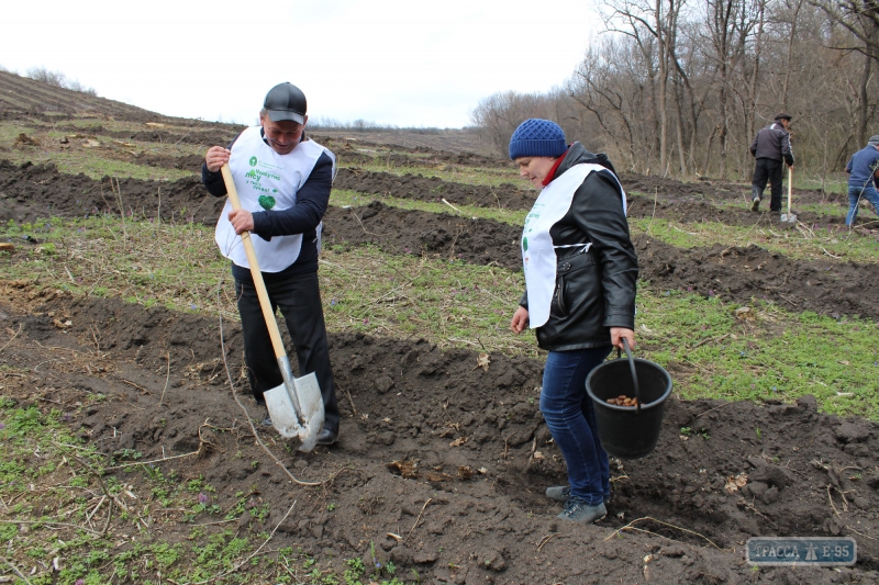 Жители Ананьевского района Одесской области высадили новый дубовый лес