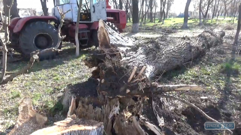 Власти Ширяево решили спилить аварийные тополя и высадить вместо них молодые деревья