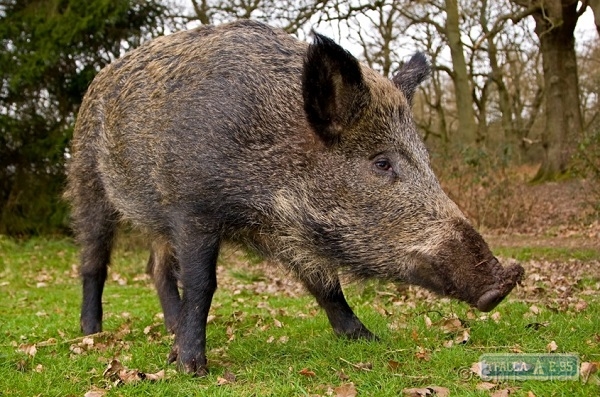 Специалисты обнаружили у диких кабанов в охотничьих угодьях Балтского района африканскую чуму свиней