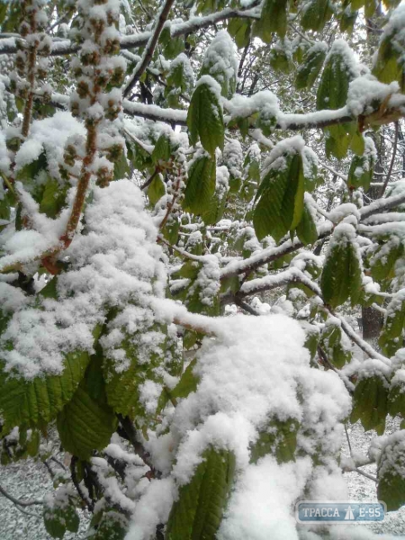 Снег выпал в конце апреля в Одесской области