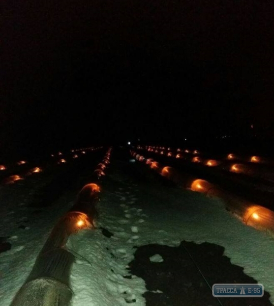 Одесские аграрии с помощью свечей спасли от апрельского снега рассаду дынь и арбузов