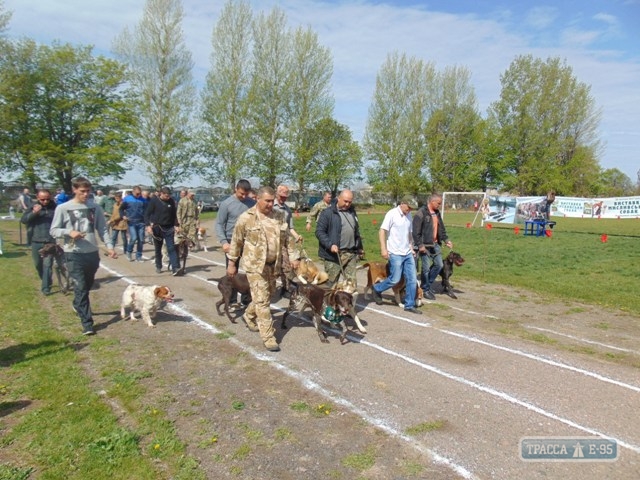 Межрайонная выставка охотничьих собак прошла в Любашевке