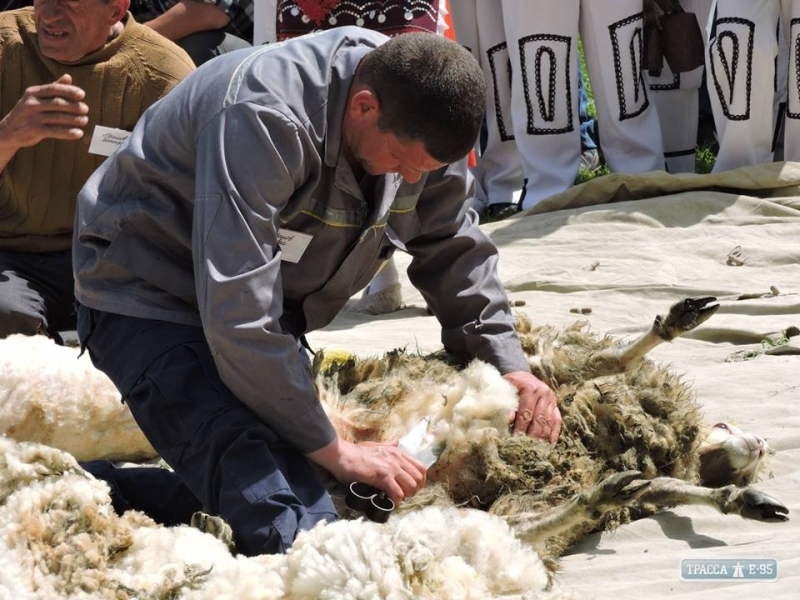 Первые в Украине соревнования по стрижке овец состоялись в Одесской области (фото)