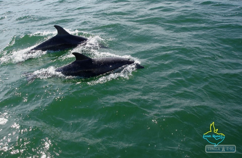 Дельфины облюбовали морские воды нацпарка 