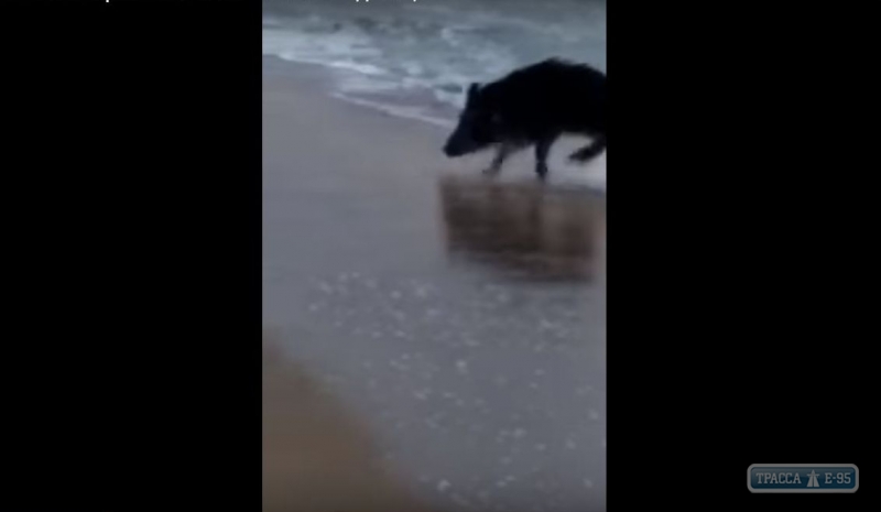 На пляже под Одессой из моря выбежал дикий кабан (видео)