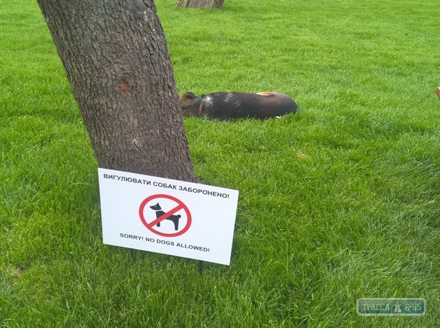 Специальная площадка для выгула собак появится в Стамбульском парке Одессы