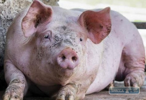 Вспышка африканской чумы свиней зафиксирована на юге Одесской области