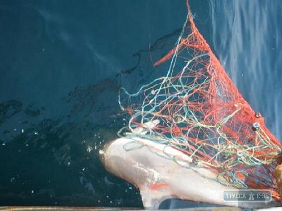 Пограничники нашли в браконьерских сетях в Одесской области мертвого дельфина