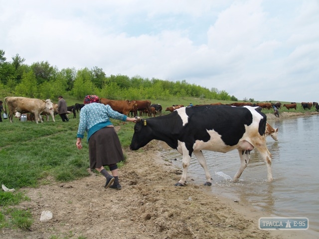 Двое жителей Одесской области по ночам воровали коров