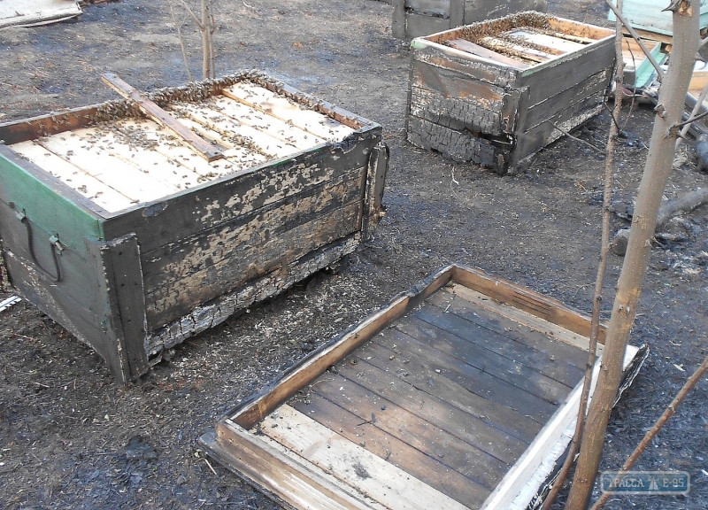 Жители Любашевского района сожгли пасеку односельчанина