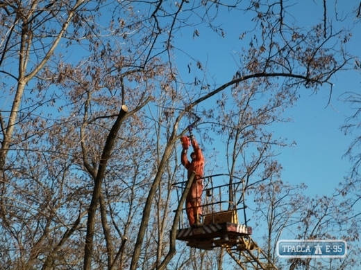Движение в центре Одессы в субботу будет затруднено из-за подрезки деревьев