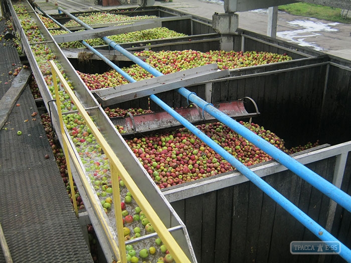 Соковый завод в Кодыме планирует запустить новую линию по переработке ягод